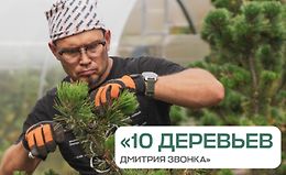 10 деревьев Дмитрия Звонка logo