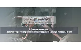 7 фасциальных депо: детальное рассмотрение связи приводящих мышц с тазовым дном