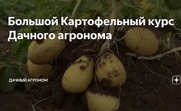 Большой Картофельный курс