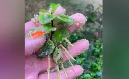 Черенкование