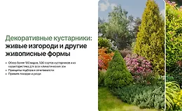 Декоративные кустарники: Живые изгороди и другие живописные формы