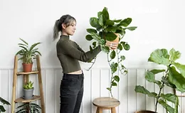 Фитодизайн