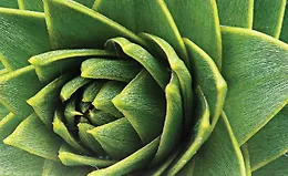 Форма природы