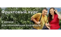 Фруктовый курс