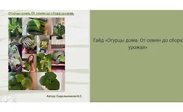 Гайд Огурцы дома. От семян до сбора урожая