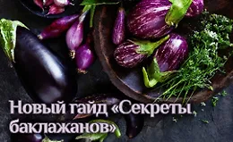 Гайд «Секреты баклажанов»