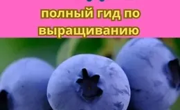Голубика от А до Я: Полный гид по выращиванию