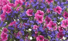 Горшечные цветы