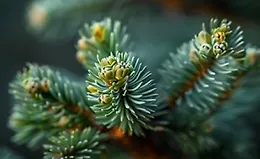 Хвойный мир