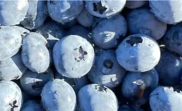 Интенсив по культурам для Бизнеса. Модель питомника на одной культуре: Голубика