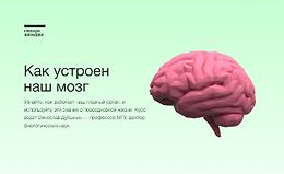 Как устроен наш мозг logo