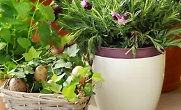 Как вырастить что угодно: Советы и техники контейнерного садоводства