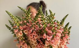 Как вырастить наперстянку logo