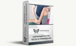 Коленный сустав. Тесты и упражнения