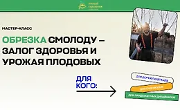 Мастер-класс Обрезка смолоду - залог здоровья и урожая плодовых