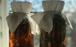 Напитки для застолья. Ферментируем со специями