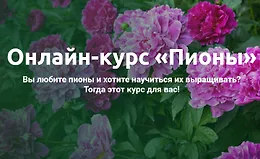 Онлайн-курс «Пионы»