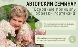 Основные принципы обрезки гортензий logo