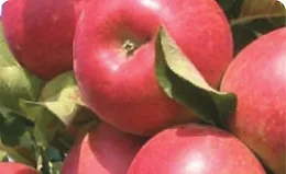 Плодовые деревья