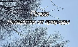 Почки. Лекарство от природы
