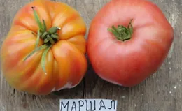 Помидорное изобилие