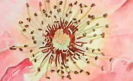 Реалистичные акварели шаг за шагом