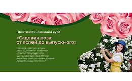 Садовая роза: от яслей до выпускного logo