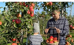  Секреты урожайного сада: обработки, подкормки и защита