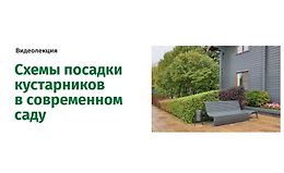 Схемы посадки кустарников в современном саду logo