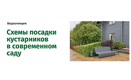 Схемы посадки кустарников в современном саду