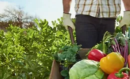 Школа больших урожаев