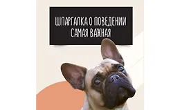 Шпаргалка о поведении