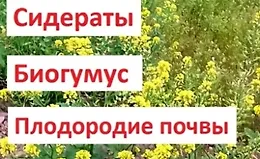 Сидераты. Биогумус. Плодородие почвы