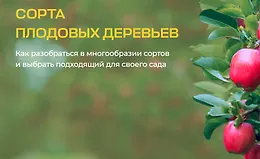 Сорта плодовых деревьев