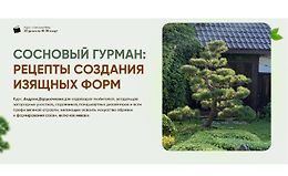 Сосновый гурман: рецепты создания изящных форм logo