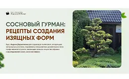 Сосновый гурман: рецепты создания изящных форм