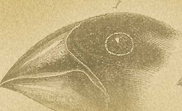 Теория эволюции: История споров logo