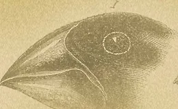 Теория эволюции: История споров