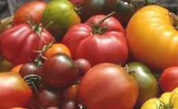 Томаты 