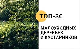 Топ-30 малоуходных деревьев и кустарников logo