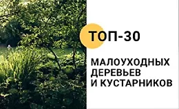 Топ-30 малоуходных деревьев и кустарников
