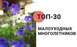 Топ-30 малоуходных многолетников