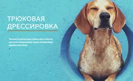 Трюковая дрессировка