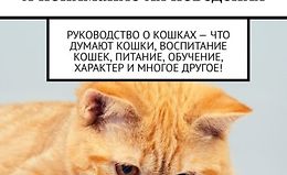 Воспитание кошек и понимание их поведения. Руководство о кошках – что думают кошки, воспитание кошек, питание, обучение, характер и многое другое! logo