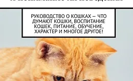 Воспитание кошек и понимание их поведения. Руководство о кошках – что думают кошки, воспитание кошек, питание, обучение, характер и многое другое!