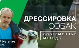 Воспитание щенка. Дрессировка собаки