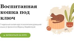 Воспитанная кошка под ключ logo