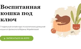 Воспитанная кошка под ключ