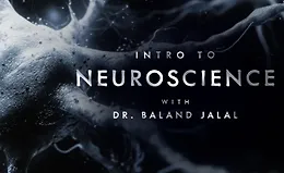 Введение в нейронауку