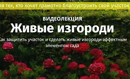 Живые изгороди. Где посадить, из чего сделать